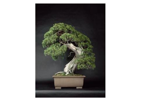 松屋銀座で開催中の盆栽展「BONSAI」が面白そう