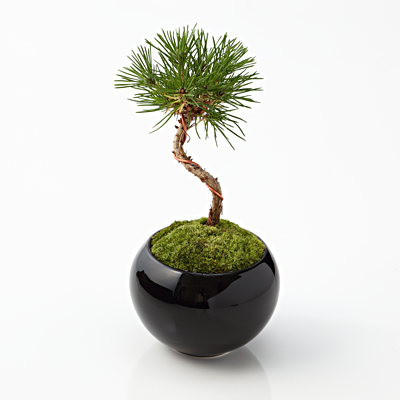 muji-bonsai