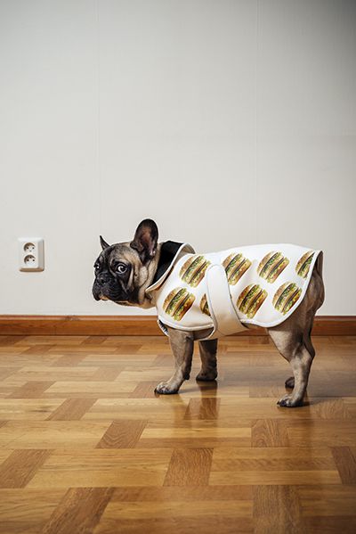 Dog with Big Mac clothes.