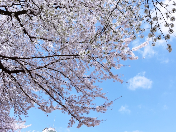 桜と、名建築と、コーヒー