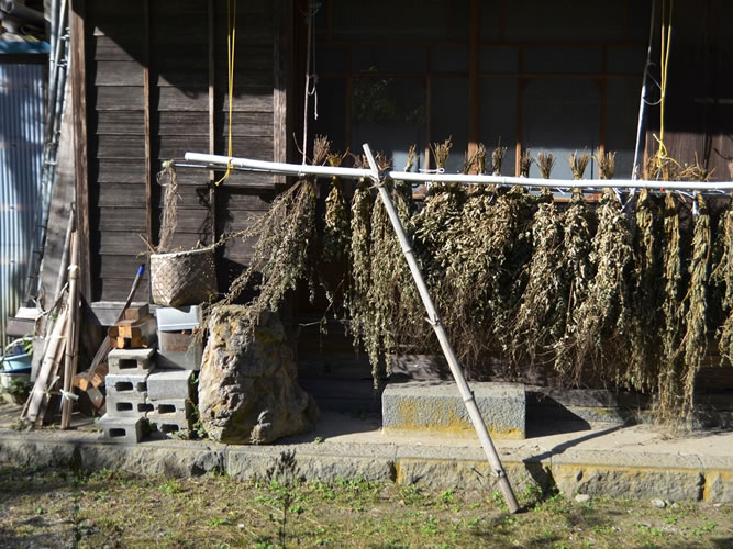 次の無印良品・Found MUJIは「植物と健やかなくらし」