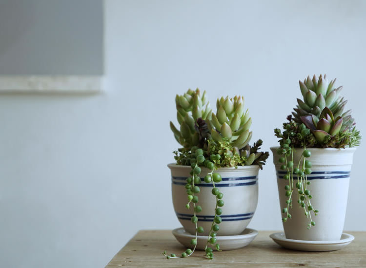 無印良品・Found MUJIで多肉植物特集